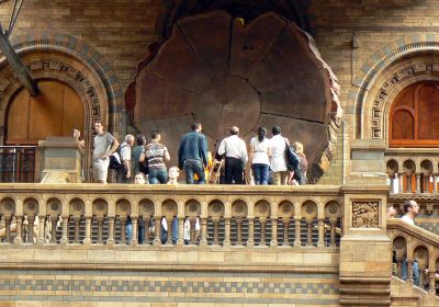 Natural History Museum © PGoduto