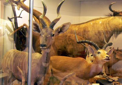 Natural History Museum © PGoduto