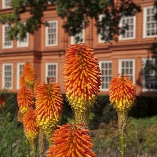 Red Hot Poker and Kew Palace