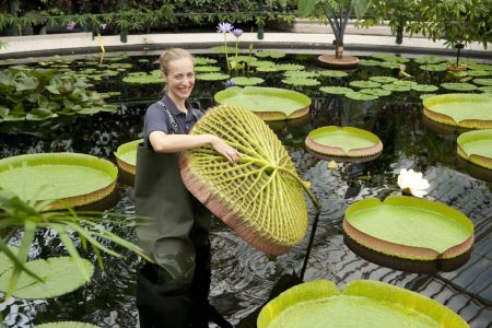 Waterlily House at Kew Gardens