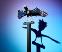 Reconstruction of Archaeopteryx © Trustees of the Natural History Museum