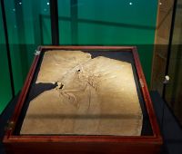 The original Archaeopteryx fossil © Trustees of the Natural History Museum