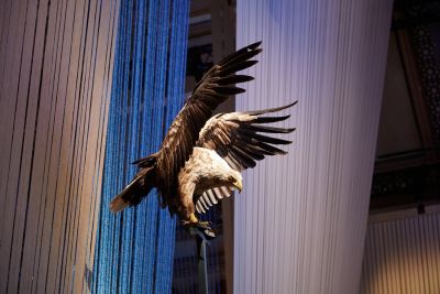 White tailed eagle © Trustees of the Natural History Museum