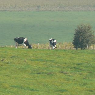 Avebury