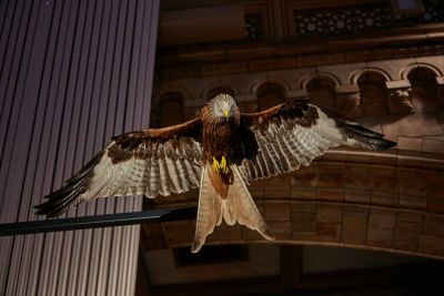 Red kite © Trustees of the Natural History Museum