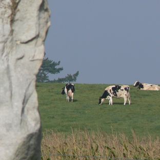 Il sito archeologico di Avebury si trova immerso nel verde della campagna inglese, tra pascoli e campi coltivati.