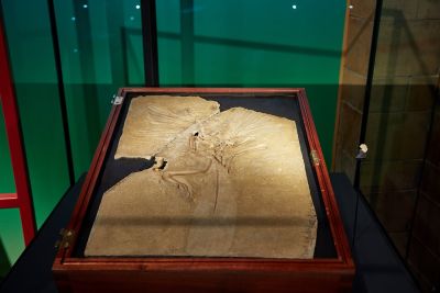 The original Archaeopteryx fossil © Trustees of the Natural History Museum