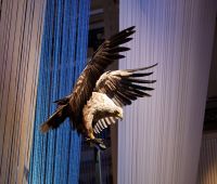 White tailed eagle © Trustees of the Natural History Museum