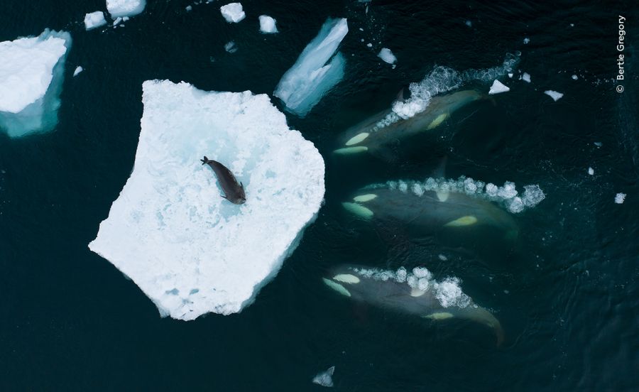 © Bertie Gregory - Wildlife Photographer of the Year