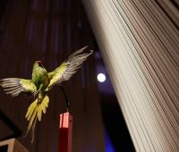 Ring necked Parakeet © Trustees of the Natural History Museum