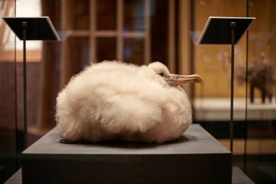 Albatross Chick © Trustees of the Natural History Museum