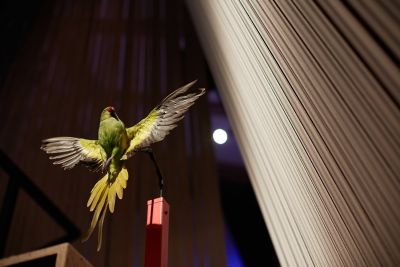 Ring necked Parakeet © Trustees of the Natural History Museum