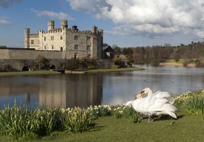 Cigni di fronte al fossato e l'edificio principale di Leeds Castle, Kent, Regno Unito © stockcam