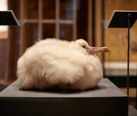 Albatross Chick © Trustees of the Natural History Museum