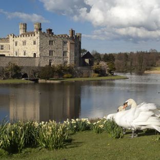 Cigni di fronte al fossato e l'edificio principale di Leeds Castle, Kent, Regno Unito © stockcam