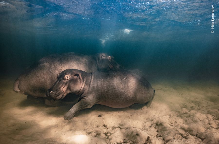 © Mike Korostelev - Wildlife Photographer of the Year