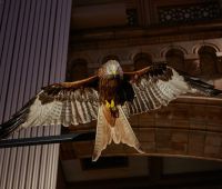 Red kite © Trustees of the Natural History Museum