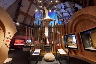 An albatross spreads its wings at the center of the exhibition nest installation © Trustees of the Natural History Museum